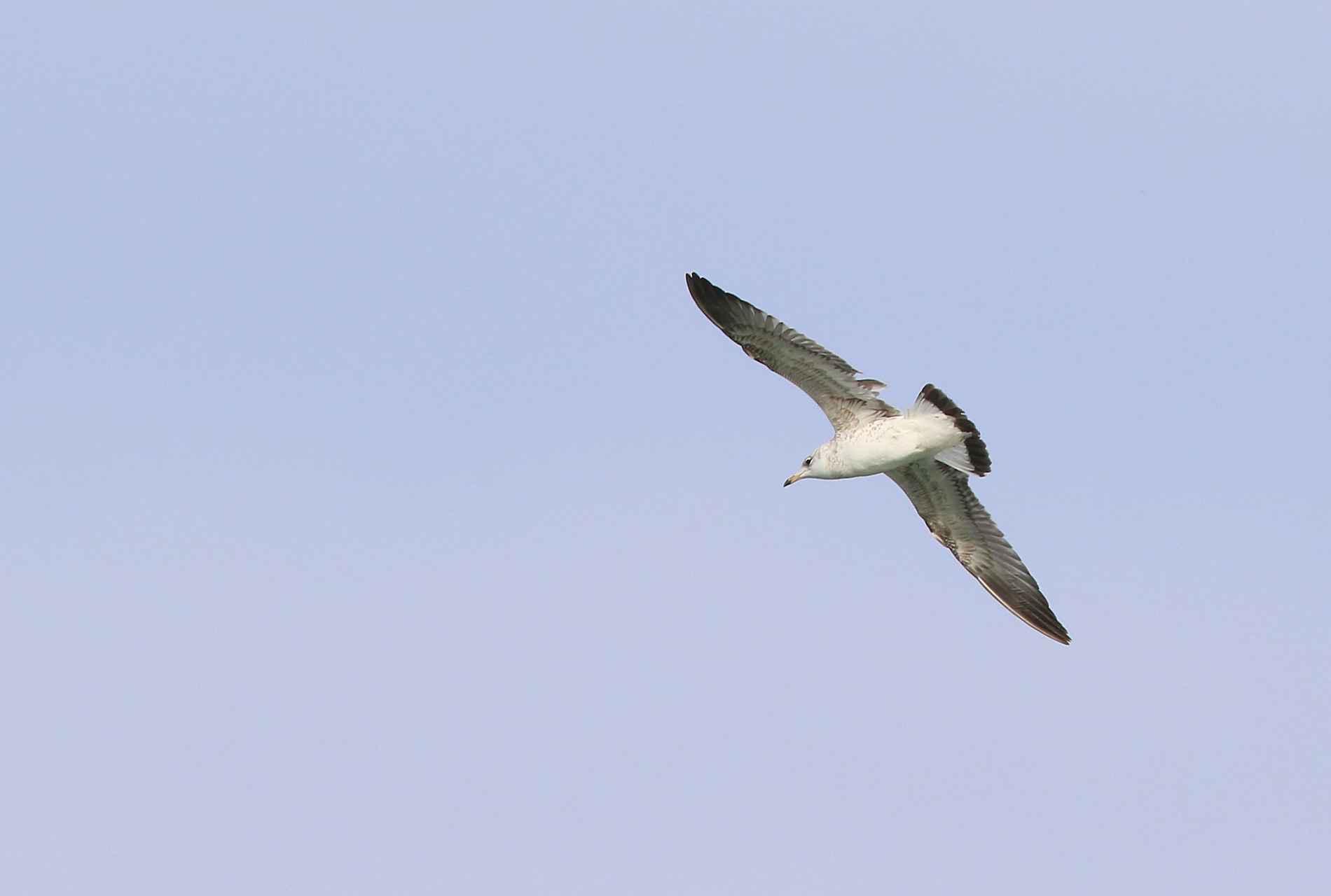 Pallas's Gull